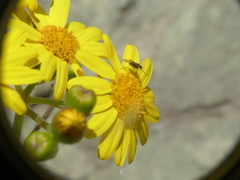 Senecio cachinalensis