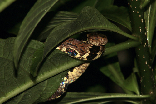 Trinidad Snail-eater