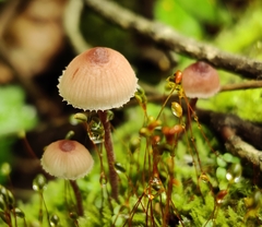 Mycena haematopus