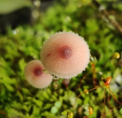 Mycena haematopus