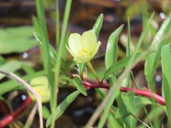 Ludwigia adscendens diffusa
