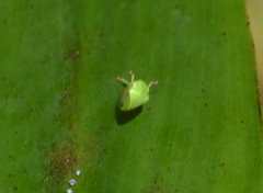 Spissistilus festinus