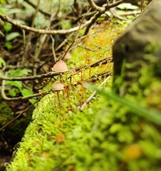 Mycena haematopus