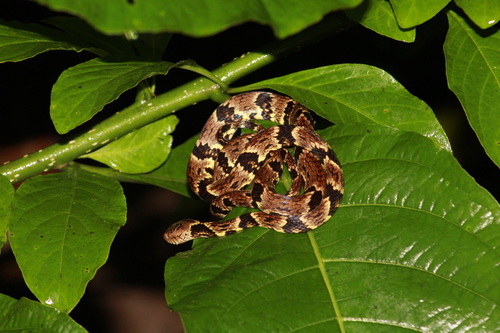 Trinidad Snail-eater