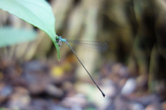 Amphicnemis
