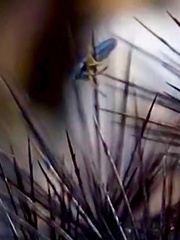 Lepidocyrtus paradoxus