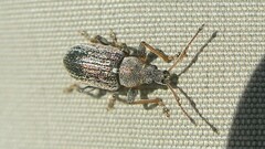 Phyllobius pyri