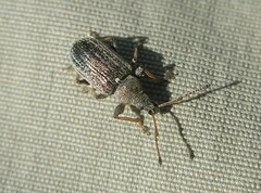 Phyllobius pyri