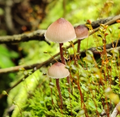 Mycena haematopus