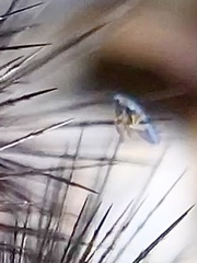 Lepidocyrtus paradoxus