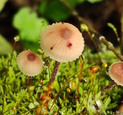 Mycena haematopus
