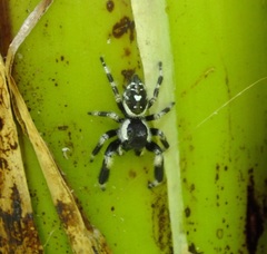 Phidippus bidentatus