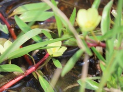 Ludwigia adscendens diffusa