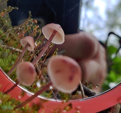 Mycena haematopus