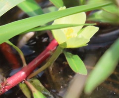 Ludwigia adscendens diffusa