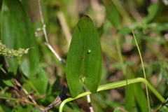 Spissistilus festinus