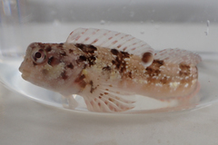 Lipophrys trigloides