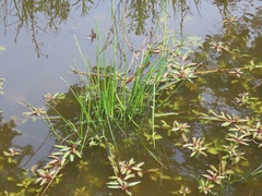 Ludwigia adscendens diffusa
