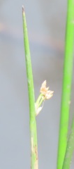 Juncus oxycarpus