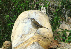 Cercotrichas signata