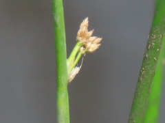Juncus oxycarpus