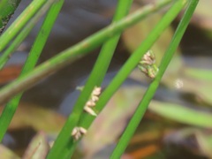 Juncus oxycarpus