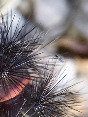 Lepidocyrtus paradoxus