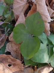 Hepatica americana