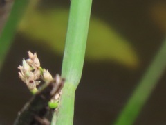 Juncus oxycarpus