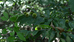 Castanea crenata