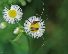 Adela caeruleella