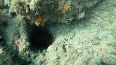 Arca noae
