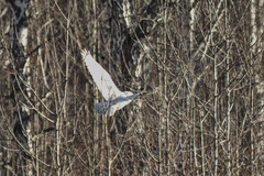 Bubo scandiacus