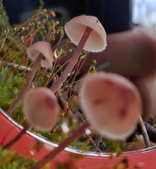 Mycena haematopus