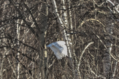 Bubo scandiacus