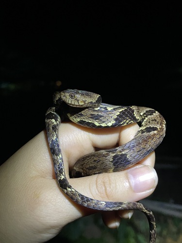 Trinidad Snail-eater