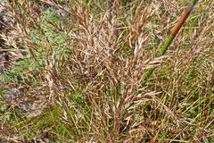 Ehrharta erecta