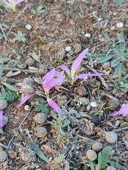 Colchicum filifolium