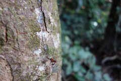 Geniotrigona thoracica