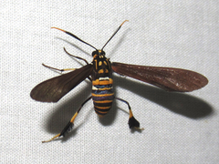 Horama panthalon texana