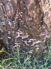 Chondrostereum purpureum