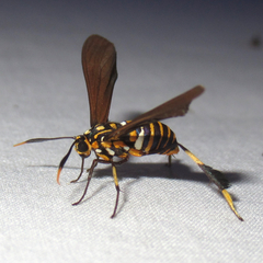 Horama panthalon texana