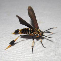 Horama panthalon texana