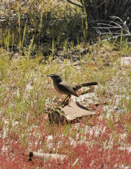 Cercotrichas coryphoeus