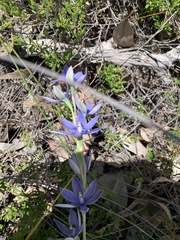 Thelymitra graminea