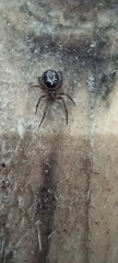 Steatoda nobilis