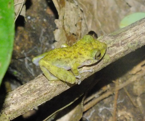 Alfred's Rainfrog