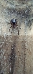Steatoda nobilis
