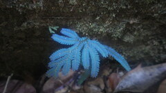 Selaginella polymorpha