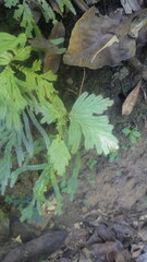 Selaginella polymorpha